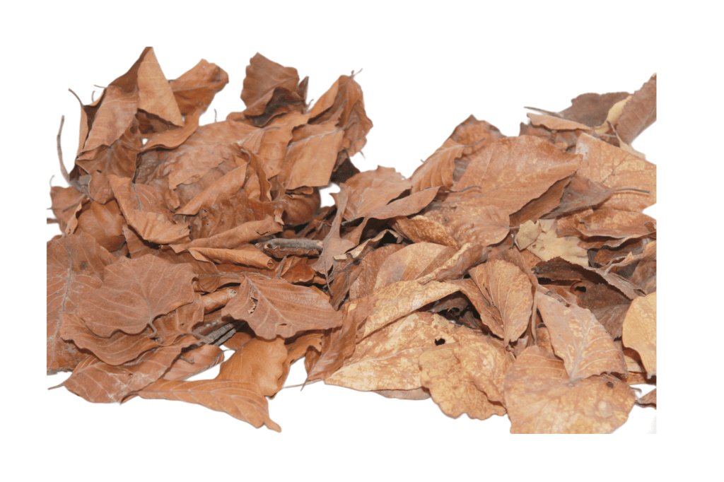 Buche-/Eichemix Blätter