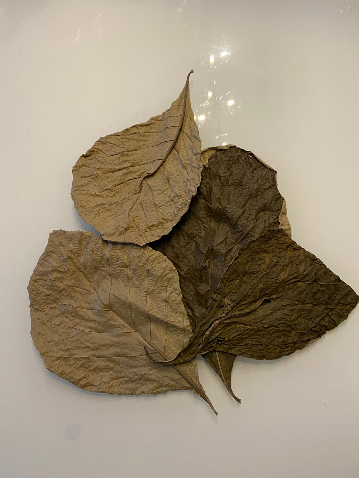 Teak Blätter
