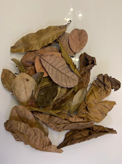 Terraleaf-Mix Blätter