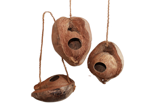 Deko-Nuss mit einem Loch & Seil