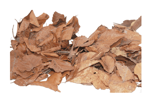 Buche-/Eichemix Blätter