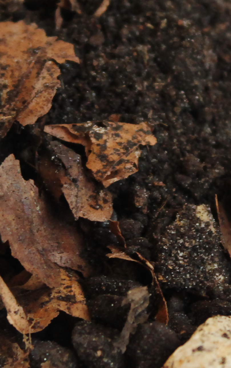 Schildkrötenbodenstreu