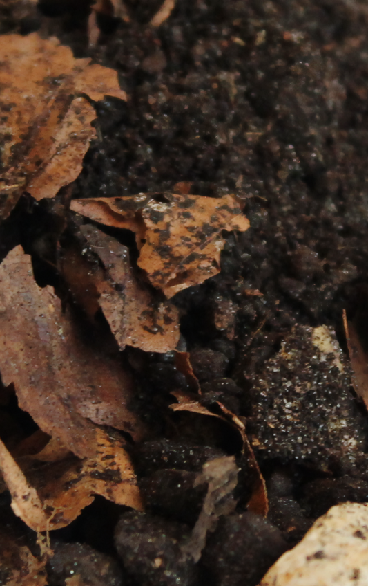 Schildkrötenbodenstreu